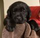 Labrador Retriever Puppies for sale in Louisville, KY, USA. price: $400