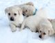 Labrador Retriever Puppies for sale in Ashburnham, MA, USA. price: $1,900