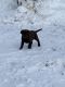 Labrador Retriever Puppies for sale in Mason, WI 54856, USA. price: $750
