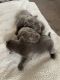 Labrador Retriever Puppies for sale in Chinquapin, NC 28521, USA. price: $1,500