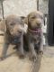 Labrador Retriever Puppies for sale in Nephi, UT 84648, USA. price: $1,000