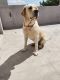 Labrador Retriever Puppies for sale in Anekal, Karnataka, India. price: 12000 INR