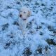 Labrador Retriever Puppies for sale in Carlisle, PA 17013, USA. price: $700