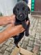 Labrador Retriever Puppies for sale in Sadrauna, Uttar Pradesh 226009, India. price: 7000 INR