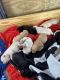 Labrador Retriever Puppies for sale in Swainsboro, GA 30401, USA. price: $600