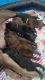 Labrador Retriever Puppies for sale in Lexington, KY, USA. price: NA