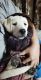 Labrador Retriever Puppies for sale in Kanpur Nagar, Uttar Pradesh, India. price: 5000 INR