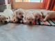 Labrador Retriever Puppies for sale in Raipur, Dehradun, Uttarakhand, India. price: 12000 INR