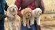 Labrador Retriever Puppies for sale in Ahmedabad, Gujarat, India. price: 12,000 INR