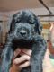 Labrador Retriever Puppies for sale in Mosinee, WI 54455, USA. price: $1,600