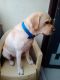 Labrador Retriever Puppies for sale in Hyderabad, Telangana, India. price: NA