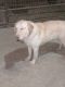 Labrador Retriever Puppies for sale in Middlefield, OH 44062, USA. price: $750