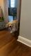 Labrador Retriever Puppies for sale in 739 Franklin St, Trenton, NJ 08610, USA. price: $1,800