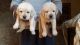 Labrador Retriever Puppies for sale in India St, London EC3N, UK. price: 15,000 GBP