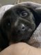 Labrador Retriever Puppies for sale in Kenton, OH 43326, USA. price: NA