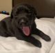Labrador Retriever Puppies for sale in Conyers, GA, USA. price: $900