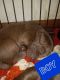 Labrador Retriever Puppies for sale in Titusville, PA 16354, USA. price: $300
