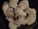 Labrador Retriever Puppies for sale in Woods Cross, UT, USA. price: $1,250