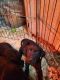 Labrador Retriever Puppies for sale in Marshfield, MO 65706, USA. price: $50,000
