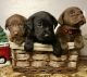 Labrador Retriever Puppies for sale in Barnum, MN 55707, USA. price: $1,000