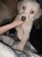Labrador Retriever Puppies for sale in Manton, MI 49663, USA. price: $700