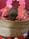 Labrador Retriever Puppies for sale in Lucas, TX 75002, USA. price: $1,200