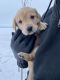 Labrador Retriever Puppies for sale in Larslan, MT 59244, USA. price: NA