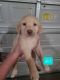 Labrador Retriever Puppies for sale in Ogden, UT, USA. price: $300