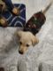 Labrador Retriever Puppies for sale in Badarpur, New Delhi, Delhi, India. price: 10000 INR