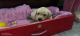 Labrador Retriever Puppies for sale in Gobind Nagar, Ambala Cantt, Haryana 134003, India. price: 15000 INR