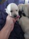 Labrador Retriever Puppies for sale in Canyon Lake, TX, USA. price: $650