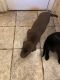 Labrador Retriever Puppies for sale in Houston, TX, USA. price: $400