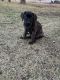 Labrador Retriever Puppies for sale in Ottoville, OH 45844, USA. price: $700