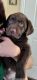Labrador Retriever Puppies for sale in Phoenix, AZ, USA. price: $950