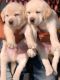 Labrador Retriever Puppies for sale in Jhotwara Rd, Jaipur, Rajasthan, India. price: 8999 INR