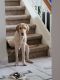 Labrador Retriever Puppies for sale in Longwood, FL 32750, USA. price: $750