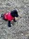 Labrador Retriever Puppies for sale in Atlanta, GA, USA. price: $800