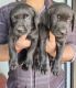 Labrador Retriever Puppies for sale in Tiruchirappalli, Tamil Nadu, India. price: 10000 INR