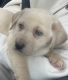 Labrador Retriever Puppies for sale in Terra Bella, CA 93270, USA. price: NA