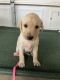 Labrador Retriever Puppies for sale in Foley, MN 56329, USA. price: $800