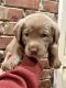 Labrador Retriever Puppies for sale in Nettleton, MS 38858, USA. price: $1,200