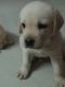 Labrador Retriever Puppies for sale in Padi Pudhu Nagar Main Rd, Padi Pudur Nagar, Anna Nagar West, Chennai, Tamil Nadu, India. price: 10000 INR