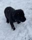 Labrador Retriever Puppies for sale in Humphrey, NY 14741, USA. price: $800