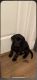 Labrador Retriever Puppies for sale in Houston, TX, USA. price: $300
