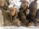 Labrador Retriever Puppies for sale in Hernando, MS, USA. price: NA
