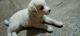Labrador Retriever Puppies for sale in Sangareddy, Telangana, India. price: 40000 INR