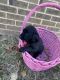 Labrador Retriever Puppies for sale in Anderson, SC, USA. price: $175