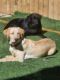 Labrador Retriever Puppies for sale in Burleson, TX, USA. price: $1,200