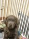 Labrador Retriever Puppies for sale in Union Grove, WI 53182, USA. price: NA