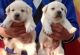 Labrador Retriever Puppies for sale in Pataudi, Haryana 122503, India. price: NA